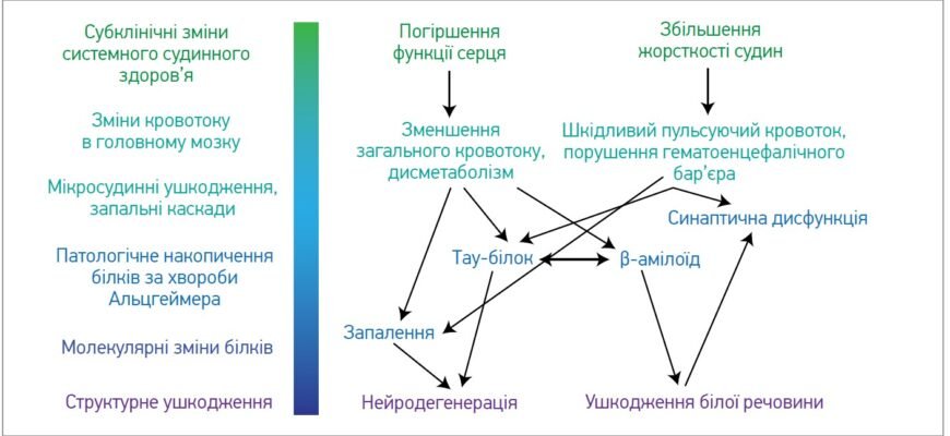 Дисметаболічні зміни міокарда: причини, симптоми та лікування Дисметаболічні зміни міокарда: причини, симптоми та лікування