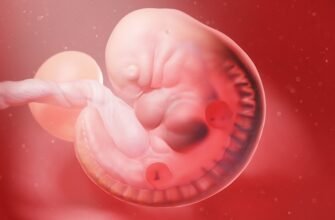 Бесплатное ЭКО в Украине 2025: что изменилось и какие новые возможности появились для семей