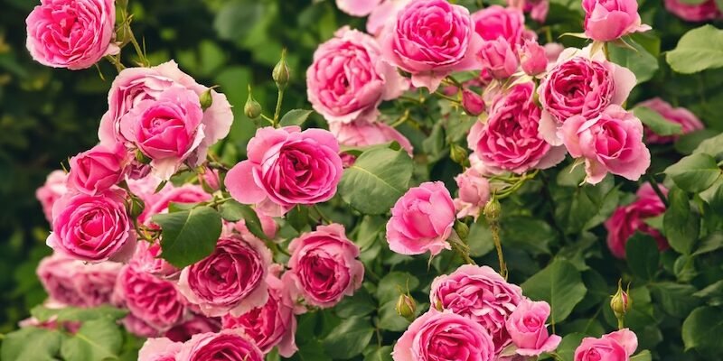 Як захистити троянди від шкідників та хвороб: повний посібник для садівника