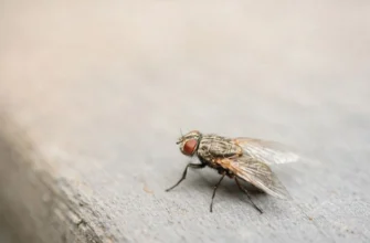 Як позбутися мух у квартирі Як позбутися мух у квартирі