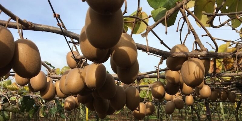 Сравнение киви и мини-киви (актинидии)