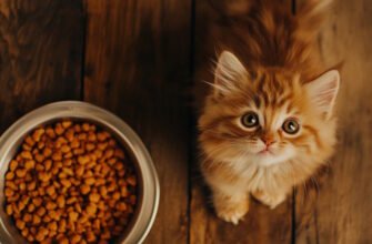 Як підібрати сухий корм для кішки: на що звертають увагу турботливі власники