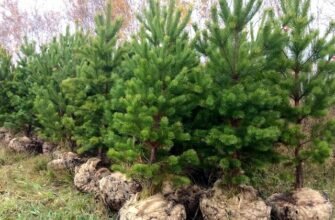 Как правильно посадить сосну и обеспечить ее рост?