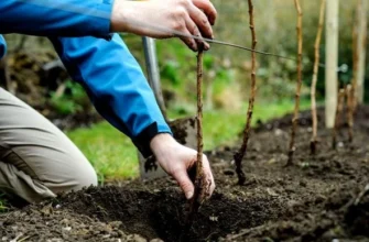 Посадка яблуні в саду: що врахувати перед вибором саджанця Посадка яблуні в саду: що врахувати перед вибором саджанця