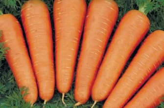 Морква без сюрпризів: чому сходи з’являються повільно і як це виправити