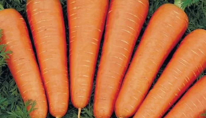 Морква без сюрпризів: чому сходи з’являються повільно і як це виправити