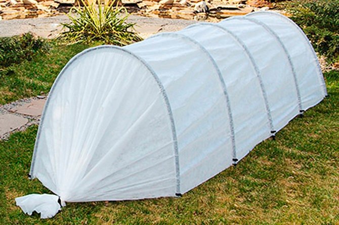 як обрати парник