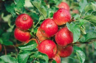 Посадка яблуні в саду: що врахувати перед вибором саджанця