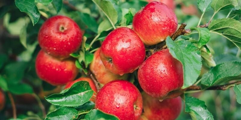 Посадка яблуні в саду: що врахувати перед вибором саджанця
