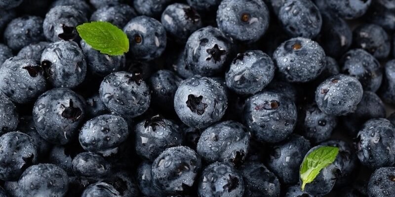 Що важливо врахувати перед продажем великих партій лохини в 2026