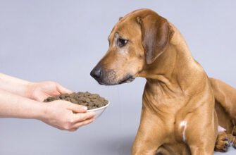 Сухий корм для собаки: поради з вибору залежно від породи та віку Сухий корм для собаки: поради з вибору залежно від породи та віку