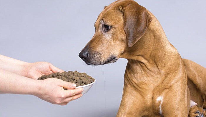 Сухий корм для собаки: поради з вибору залежно від породи та віку