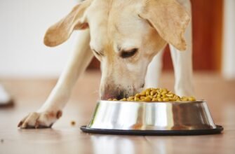 Правильный рацион для собак: почему это важно?