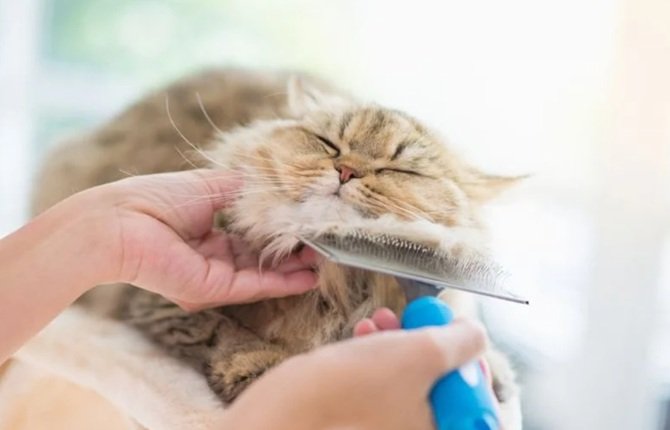 линька у котів