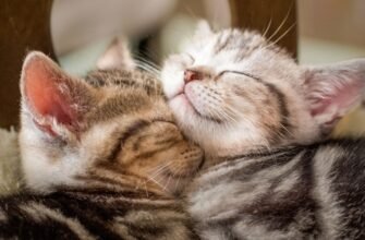 Весняна линька у котів: як швидко прибрати шерсть