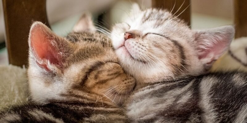 Весняна линька у котів: як швидко прибрати шерсть