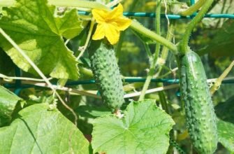 Купити насіння огірків — поради щодо вибору та посадки