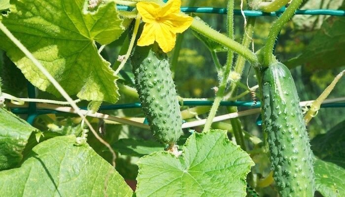 Купити насіння огірків — поради щодо вибору та посадки