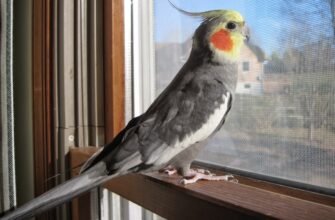 Як папуга змінить ваш розпорядок дня: чесна історія без прикрас