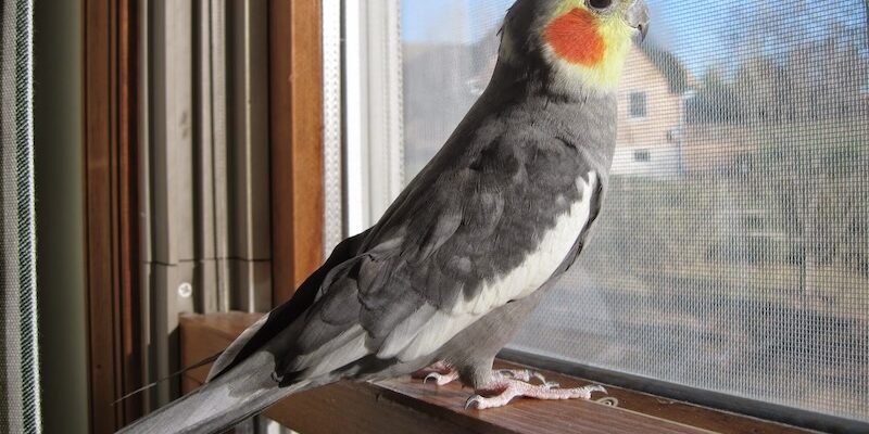 Як папуга змінить ваш розпорядок дня: чесна історія без прикрас