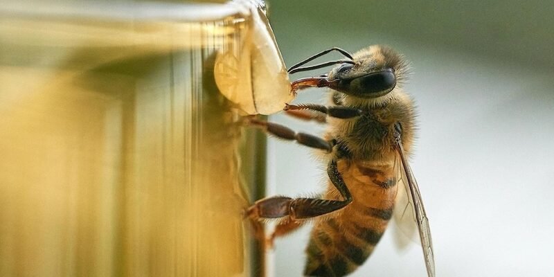 Вулики для бджіл: як обрати надійну конструкцію для стабільної пасіки