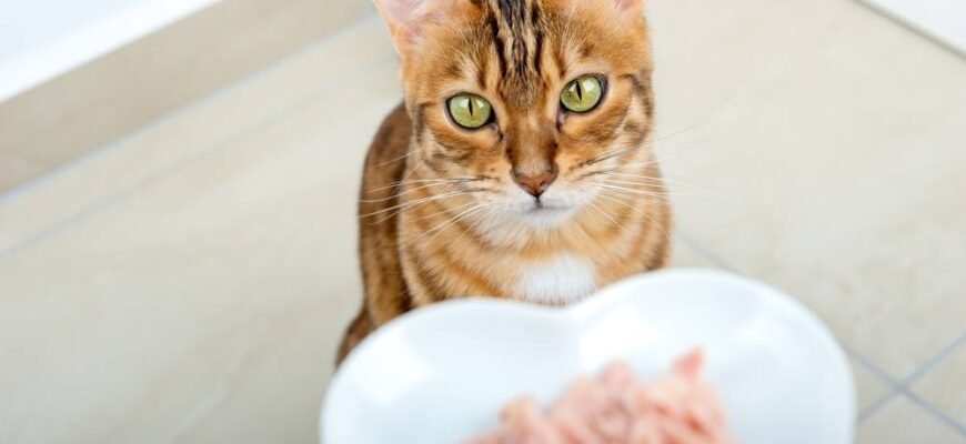 Натуральні ласощі та харчування для котів – як обрати корисні продукти для улюбленця