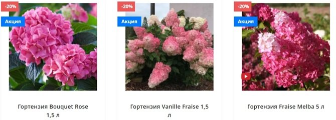 гортензия в букетах от Matla Flowers