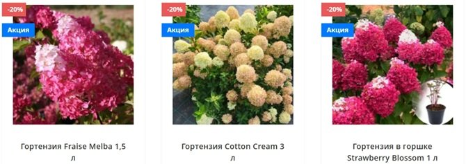 с чем сочетать гортензию в букетах