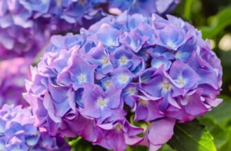Гортензия в букетах и сухоцветах: идеи от магазина Matla Flowers