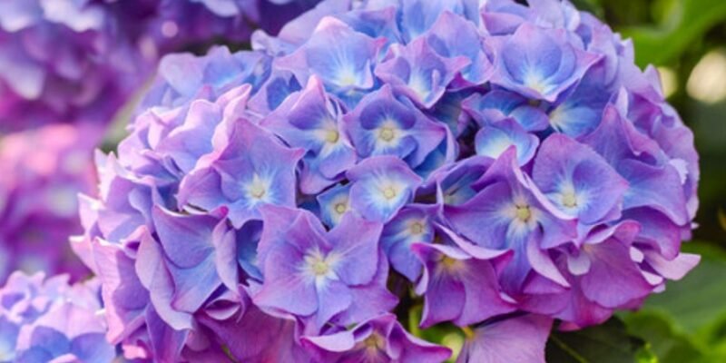 Гортензия в букетах и сухоцветах: идеи от магазина Matla Flowers