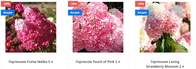 гортензия в букетах от Matla Flowers