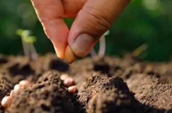 Яке насіння овочів і зелені висівати на розсаду найпершим Яке насіння овочів і зелені висівати на розсаду найпершим